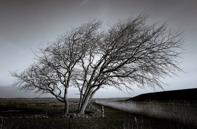 Baum auf Borkum